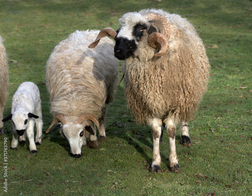 Thones and Marthod Domestic Sheep, Ram, Ewe and Lamb Stock Photo | Adobe  Stock