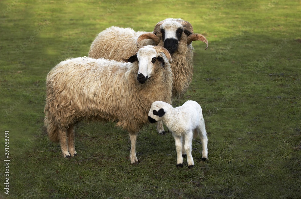 Thones and Marthod Domestic Sheep, Ram, Ewe and Lamb Thones and Marthod Domestic Sheep, Ram, Ewe and Lamb