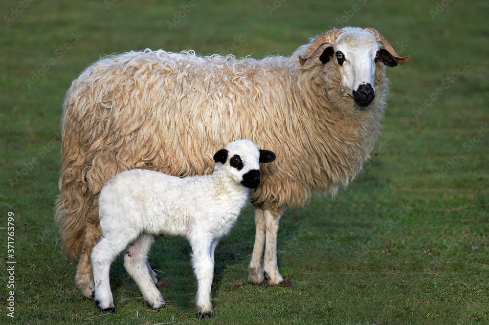 Thones and Marthod Domestic Sheep, Ewe and Lamb Thones and Marthod Domestic Sheep, Ewe and Lamb