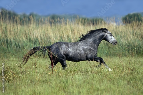 Lipizzan Horse Galloping Through Meadow