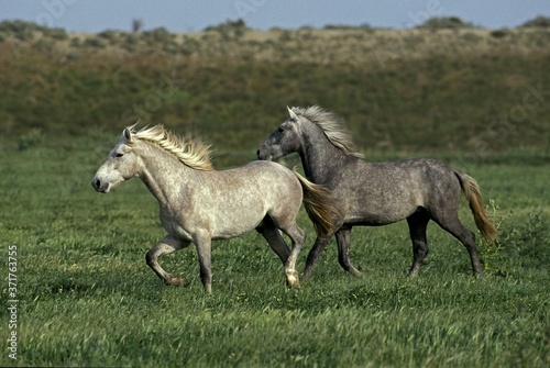 Lusitano Horses Trotting through Meadow
