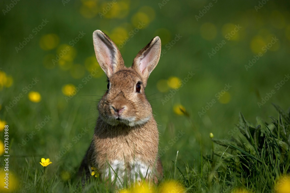 Obraz premium European Rabbit or Wild Rabbit, oryctolagus cuniculus, Adult with Flowers, Normandy
