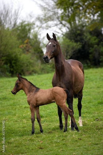 Akhal Teke  Horse Breed from Turkmenistan  Mare and Foal