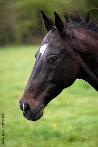 Akhal Teke, Horse Breed from Turkmenistan, Portrait of Mare
