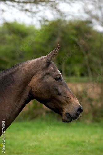 Akhal Teke  Horse Breed from Turkmenistan  Portrait of Mare