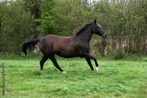 Akhal Teke, Horse Breed from Turkmenistan, Mare Galloping