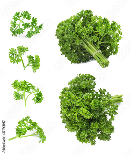 Set of green curly parsley on white background