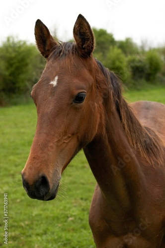 Akhal Teke  Horse Breed from Turkmenistan  Portrait of Mare