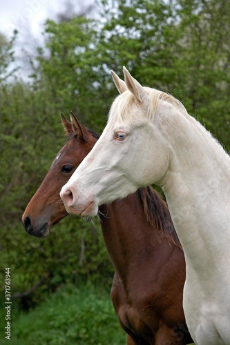 Akhal Teke, Horse Breed from Turkmenistan, Mares © slowmotiongli