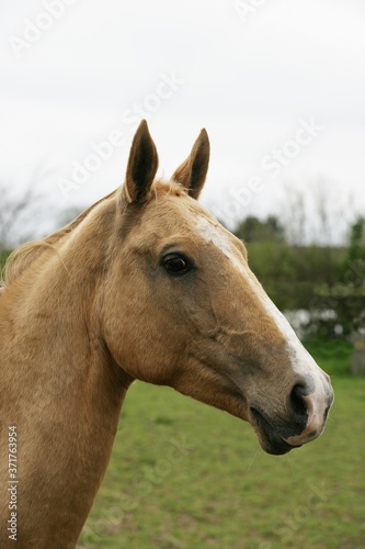 Akhal Teke, Horse Breed from Turkmenistan, Portrait of Mare © slowmotiongli