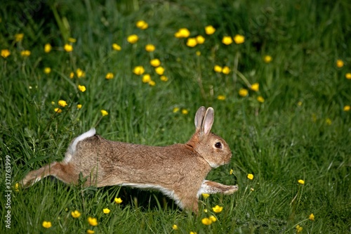 European Rabbit or Wild Rabbit, oryctolagus cuniculus, Adult running through Flowers, Normandy photo