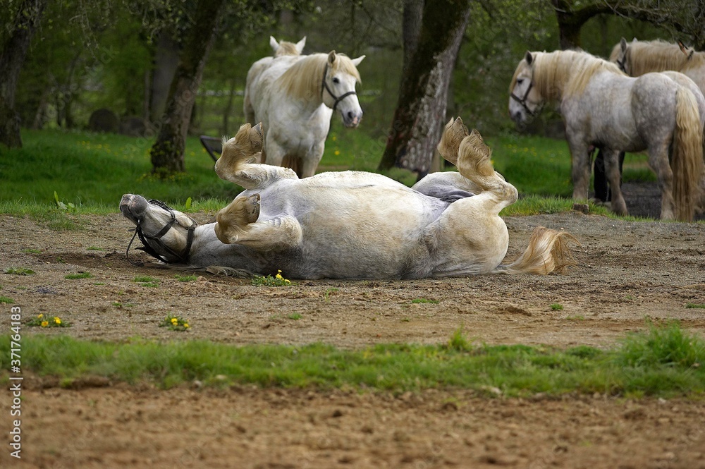 Fototapeta premium Percheron Draft Horses, a French Breed, Rolling on back