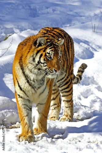 Siberian Tiger, panthera tigris altaica standing on Snow © slowmotiongli