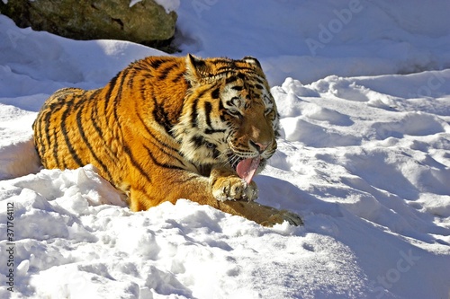 Foto Siberian Tiger, panthera tigris altaica standing on Snow, Licking its Paw