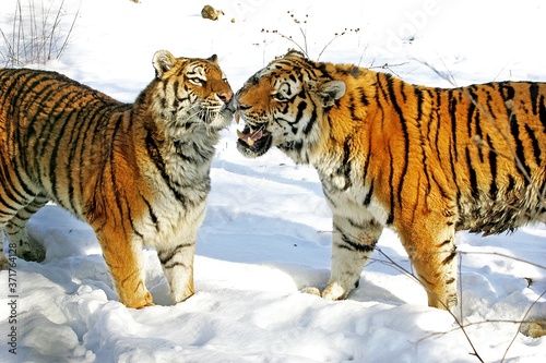 Siberian Tiger, panthera tigris altaica standing on Snow