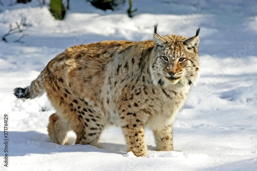 European Lynx, felis lynx, Adult standing on Snow © slowmotiongli
