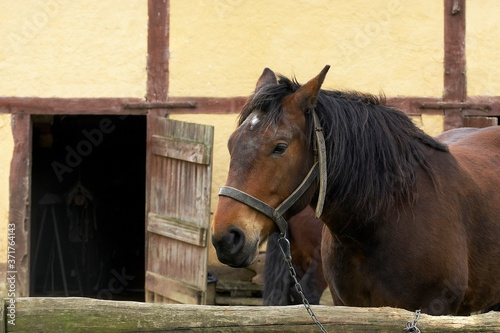 Cob Normand Draft Horse, French Breed
