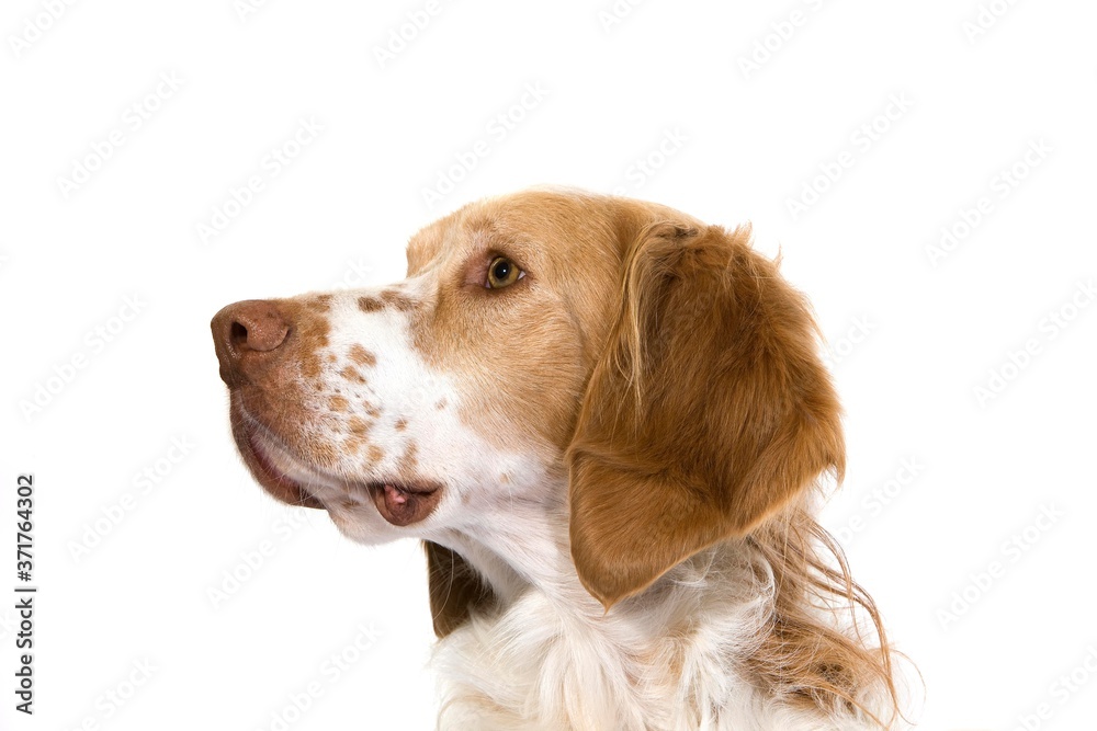 French Spaniel Male Dog (Cinnamon Color)