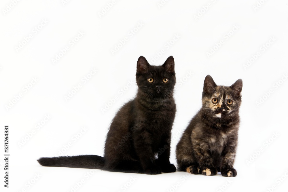 Black and Black Tortoise-shell British Shorthair Domestic Cat, 2 Months old Kittens against White Background