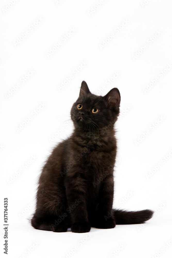 Black British Shorthair Domestic Cat, 2 Months old Kitten against White Background