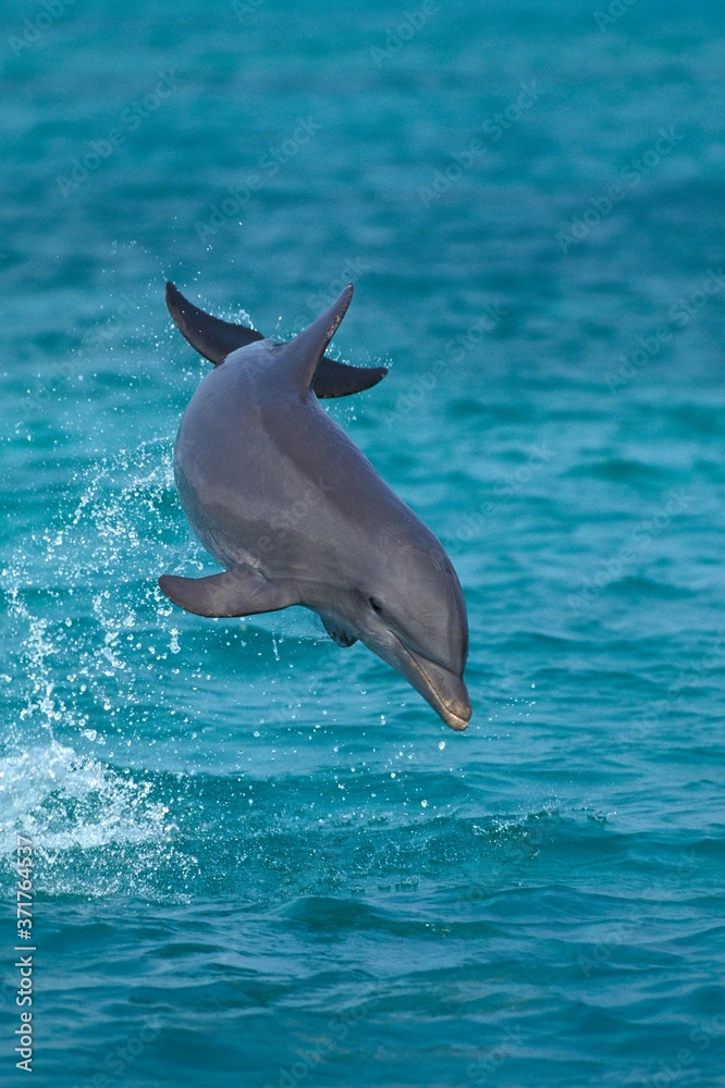 Fototapeta premium Bottlenose Dolphin, tursiops truncatus, Leaping, Honduras
