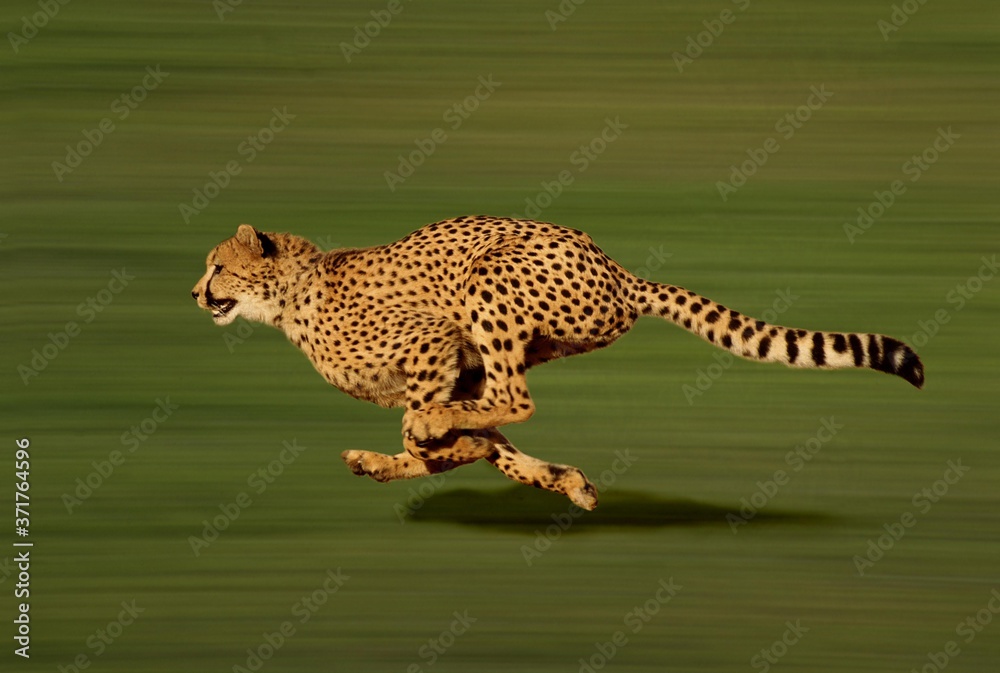Cheetah, acinonyx jubatus, running - obrazy, fototapety, plakaty 
