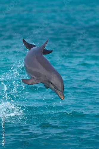 Bottlenose Dolphin  tursiops truncatus  Leaping  Honduras