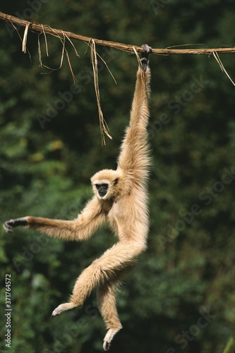 White-Handed Gibbon, hylobates lar, Moving, hanging from Liana