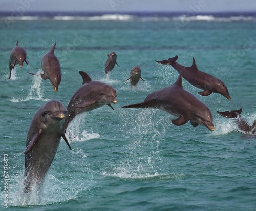 Bottlenose Dolphins  tursiops truncatus  Leaping  Honduras