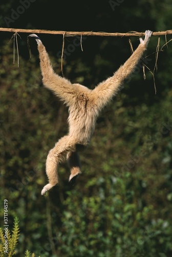 White-Handed Gibbon, hylobates lar, Moving, hanging from Liana