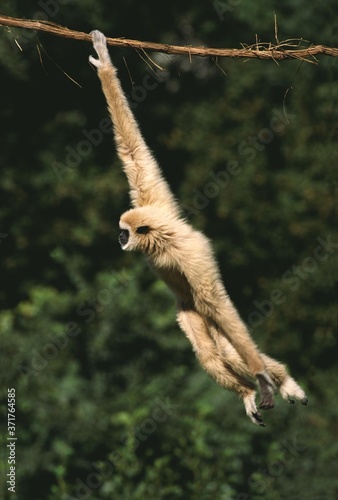 White-Handed Gibbon, hylobates lar, Moving, hanging from Liana