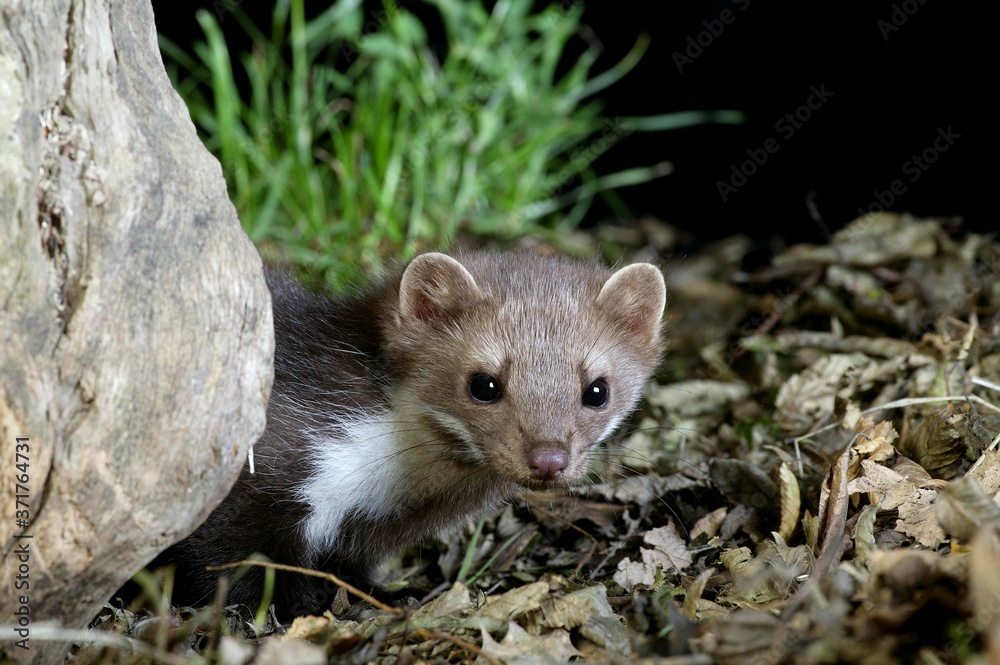 Stone Marten or Beech Marten, martes foina, Normandy Stone Marten or Beech Marten, martes foina, Normandy