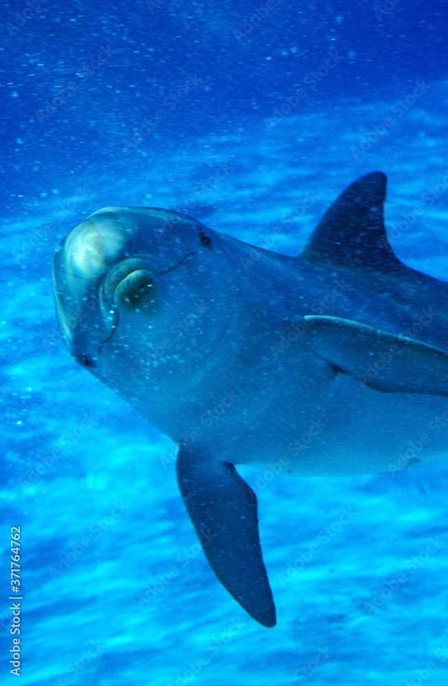 Fototapeta premium Bottlenose Dolphin, tursiops truncatus
