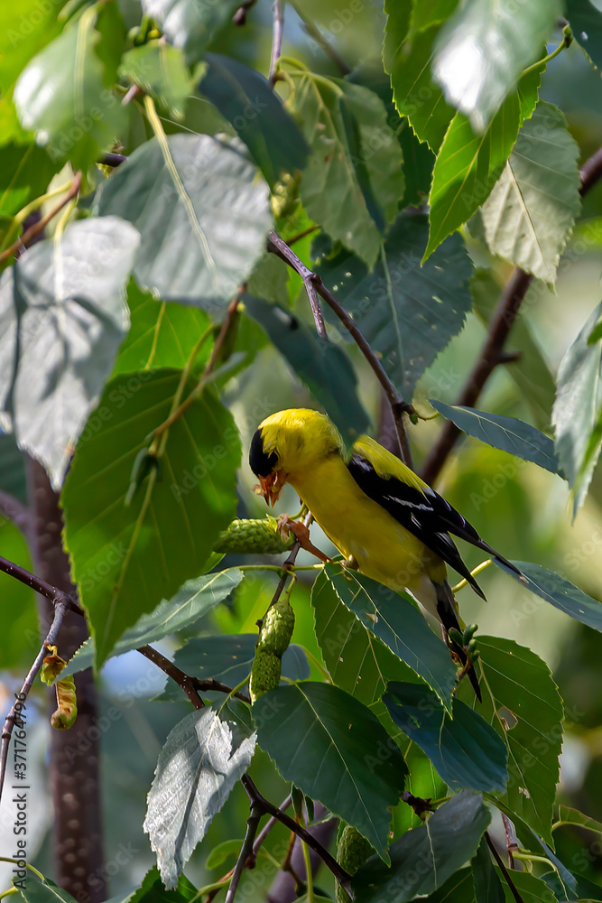 Male Finch Male Finch