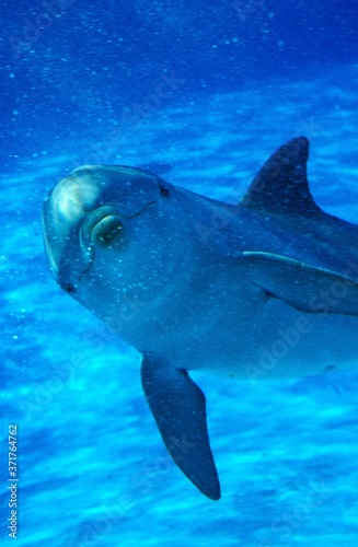 Bottlenose Dolphin, tursiops truncatus © slowmotiongli