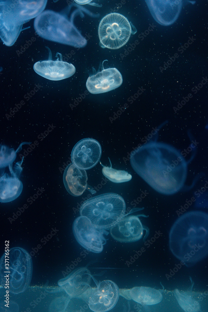 京都水族館のミズクラゲ
