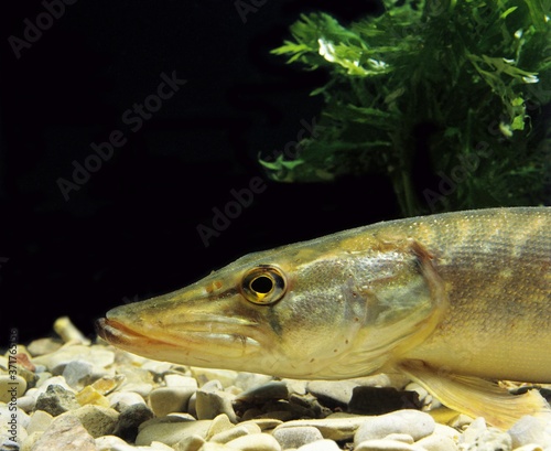 Fototapeta Naklejka Na Ścianę i Meble -  Northern Pike, esox lucius