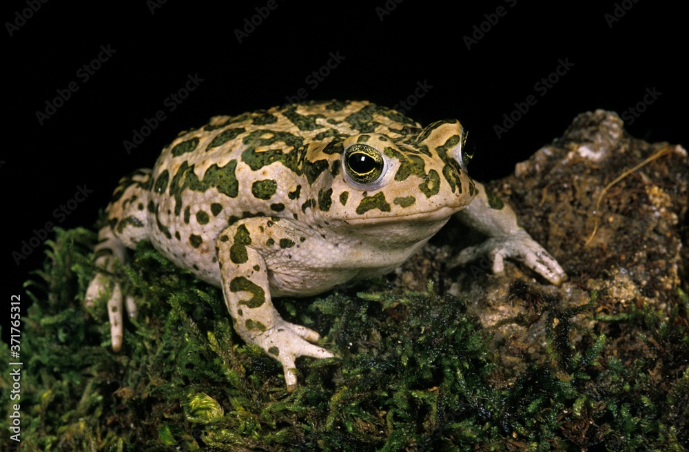 Fototapeta premium Green Toad, bufo viridis