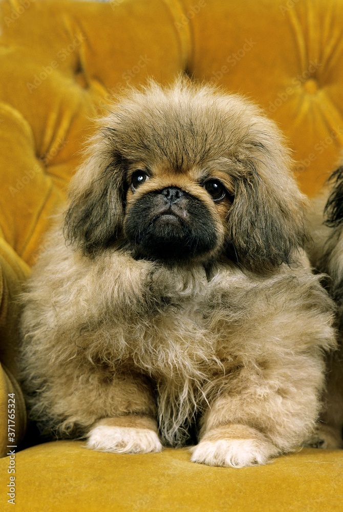 Pekinese Dog, Pup sitting Pekinese Dog, Pup sitting