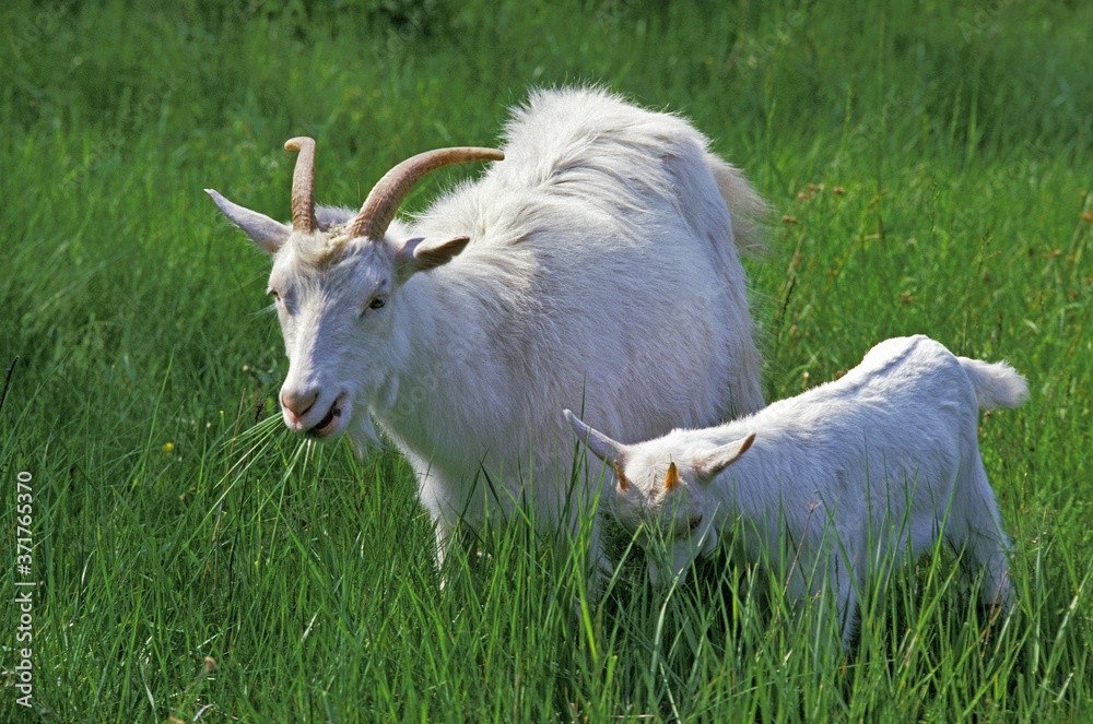 Appenzelle Goat, Mother and Young Appenzelle Goat, Mother and Young