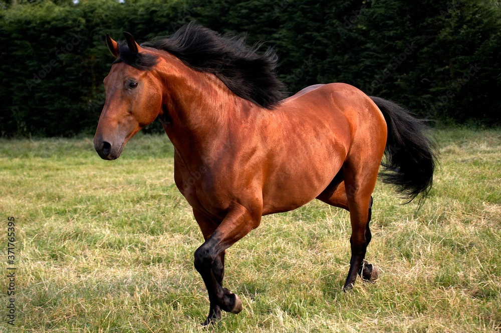 Appaloosa Horse Appaloosa Horse