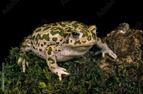 Green Toad  bufo viridis