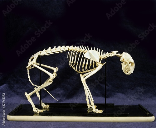 Skeleton of Domestic Cat