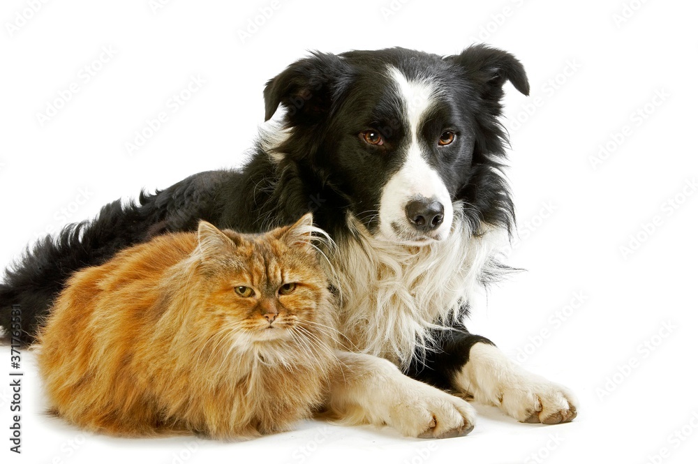 Male Border Collie and Female Tortoiseshell Persian Domestic Cat