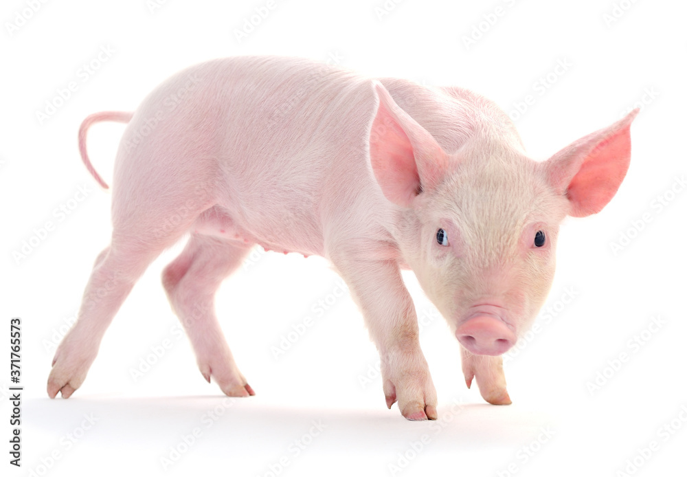 Pig on white Pig on white