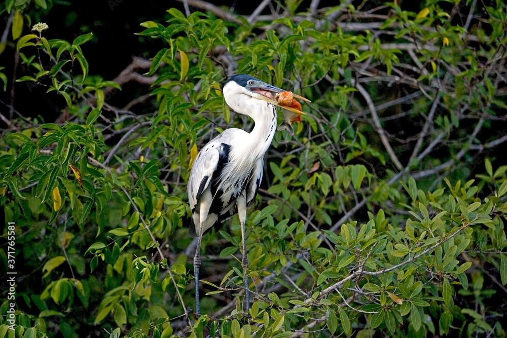 Fototapeta premium White-Necked Heron, ardea cocoi with a Fish in Its Beak, Los Lianos in Venezuela