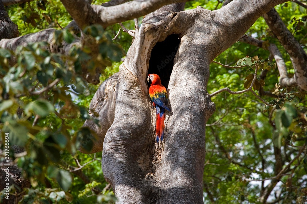 Scarlet Macaw, ara macao, Adult at Nest, Los Lianos in Venezuela Scarlet Macaw, ara macao, Adult at Nest, Los Lianos in Venezuela