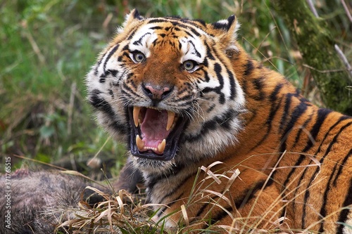 Siberian Tiger, panthera tigris altaica, Adult with a Kill, Snarling in Defensive Posture © slowmotiongli