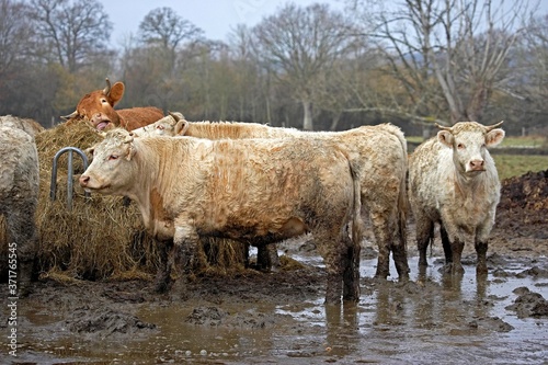 Charolais and Limousin Domestic Cattle in Normandy © slowmotiongli