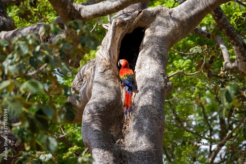 Scarlet Macaw, ara macao, Adult at Nest, Los Lianos in Venezuela